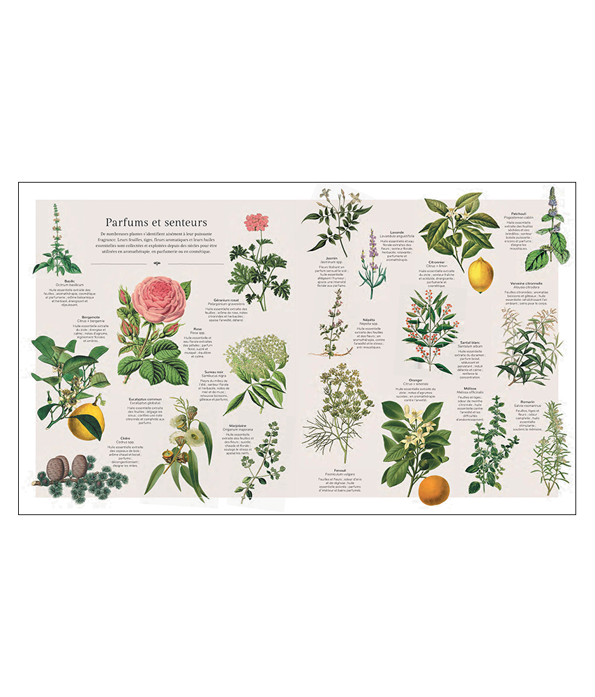 Le beau livre des plantes aromatiques et mdicinales